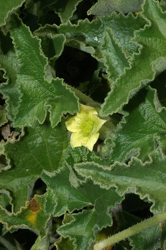 Ecballium elaterium / Cocomero asinino